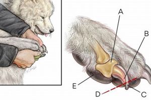 Expert Dog Broken Nail Care Guide My Caring Dog – Tips, Stories, and Care Guides for Loving Pet Owners Expert Dog Broken Nail Care Guide | My Caring Dog – Tips, Stories, and Care Guides for Loving Pet Owners