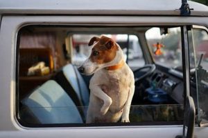 Essential Dog Car Law: Safe Travel Guide My Caring Dog – Tips, Stories, and Care Guides for Loving Pet Owners Essential Dog Car Law: Safe Travel Guide | My Caring Dog – Tips, Stories, and Care Guides for Loving Pet Owners