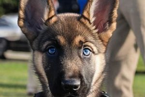 Top K9 Dog Puppy Training Tips for Car Safety | My Caring Dog – Tips, Stories, and Care Guides for Loving Pet Owners