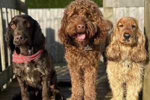 Best Dog Day Care in Birmingham | Top Centers My Caring Dog – Tips, Stories, and Care Guides for Loving Pet Owners Best Dog Day Care in Birmingham | Top Centers | My Caring Dog – Tips, Stories, and Care Guides for Loving Pet Owners