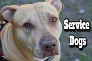 Top Uses & Benefits of Service Dogs My Caring Dog – Tips, Stories, and Care Guides for Loving Pet Owners Top Uses & Benefits of Service Dogs | My Caring Dog – Tips, Stories, and Care Guides for Loving Pet Owners
