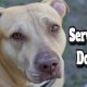 Top Uses & Benefits of Service Dogs | My Caring Dog – Tips, Stories, and Care Guides for Loving Pet Owners