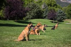 Dog Training Newr Me | My Caring Dog – Tips, Stories, and Care Guides for Loving Pet Owners