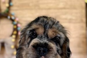 Adorable Idaho Puppy Co. Photos &amp; Puppies | My Caring Dog – Tips, Stories, and Care Guides for Loving Pet Owners