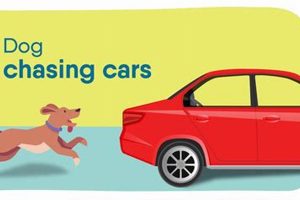Stop Dog Chasing Cars: Expert Guide & Tips | My Caring Dog – Tips, Stories, and Care Guides for Loving Pet Owners