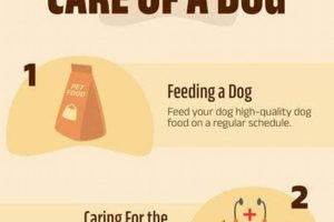 Dog Covid Care: A Pet Owner's Guide | My Caring Dog – Tips, Stories, and Care Guides for Loving Pet Owners
