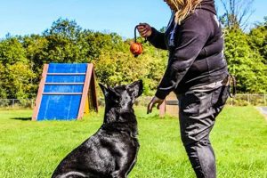 Best Canine Company: Car Dog Essentials | My Caring Dog – Tips, Stories, and Care Guides for Loving Pet Owners