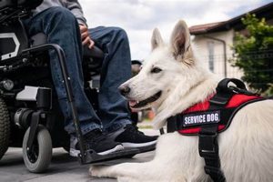 Essential Guide to Disability Service Dogs My Caring Dog – Tips, Stories, and Care Guides for Loving Pet Owners Essential Guide to Disability Service Dogs | My Caring Dog – Tips, Stories, and Care Guides for Loving Pet Owners