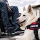 Essential Guide to Disability Service Dogs | My Caring Dog – Tips, Stories, and Care Guides for Loving Pet Owners