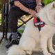Best Las Vegas Service Dog Training & Certification | My Caring Dog – Tips, Stories, and Care Guides for Loving Pet Owners