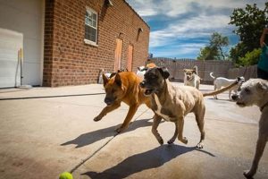 Dog Day Care Palatine My Caring Dog – Tips, Stories, and Care Guides for Loving Pet Owners Dog Day Care Palatine | My Caring Dog – Tips, Stories, and Care Guides for Loving Pet Owners