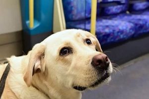 What Can a Dog Safely Take? A Guide | My Caring Dog – Tips, Stories, and Care Guides for Loving Pet Owners