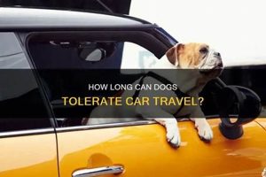 Safe 12-Hour Car Trips With Dogs: Tips &amp; Tricks | My Caring Dog – Tips, Stories, and Care Guides for Loving Pet Owners