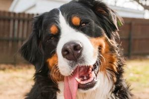 Big Dogs That Are Easy To Take Care Of | My Caring Dog – Tips, Stories, and Care Guides for Loving Pet Owners
