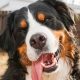 Big Dogs That Are Easy To Take Care Of | My Caring Dog – Tips, Stories, and Care Guides for Loving Pet Owners