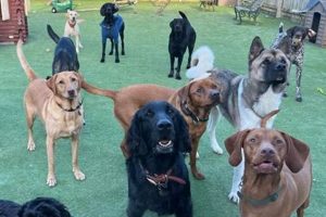 Top Dog Day Care in Lincoln Park, Chicago My Caring Dog – Tips, Stories, and Care Guides for Loving Pet Owners Top Dog Day Care in Lincoln Park, Chicago | My Caring Dog – Tips, Stories, and Care Guides for Loving Pet Owners