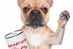 Donate Your Car to Help Dogs in Need | My Caring Dog – Tips, Stories, and Care Guides for Loving Pet Owners