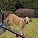 Pet Gear Dog Ramp For Car | My Caring Dog – Tips, Stories, and Care Guides for Loving Pet Owners