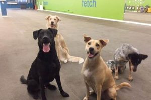 Dog Day Care Austin | My Caring Dog – Tips, Stories, and Care Guides for Loving Pet Owners