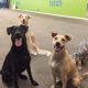Dog Day Care Austin | My Caring Dog – Tips, Stories, and Care Guides for Loving Pet Owners