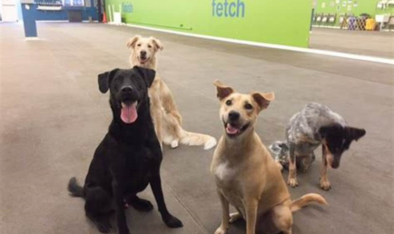 Dog Day Care Austin | My Caring Dog – Tips, Stories, and Care Guides for Loving Pet Owners