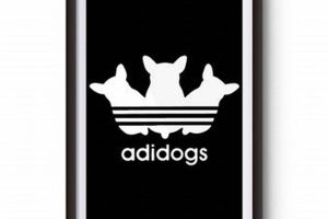 Top Adidogs Gear for Car Dogs | My Caring Dog – Tips, Stories, and Care Guides for Loving Pet Owners