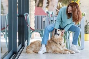 Top Dog Day Care in Hollywood, CA | My Caring Dog – Tips, Stories, and Care Guides for Loving Pet Owners