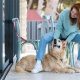 Top Dog Day Care in Hollywood, CA | My Caring Dog – Tips, Stories, and Care Guides for Loving Pet Owners