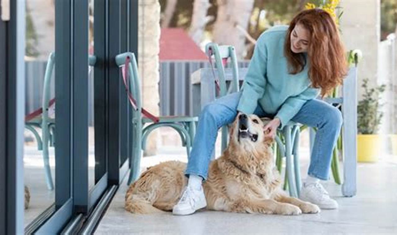 Top Dog Day Care in Hollywood, CA | My Caring Dog – Tips, Stories, and Care Guides for Loving Pet Owners