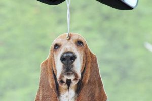 Best Dog Car Air Fresheners: Odor Eliminators My Caring Dog – Tips, Stories, and Care Guides for Loving Pet Owners Best Dog Car Air Fresheners: Odor Eliminators | My Caring Dog – Tips, Stories, and Care Guides for Loving Pet Owners