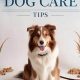 The Ultimate Guide: How to Care for a Dog Like a Pro | My Caring Dog – Tips, Stories, and Care Guides for Loving Pet Owners