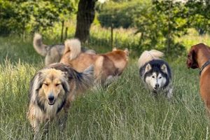 Best Dog Day Care in Warrington | Top Kennels | My Caring Dog – Tips, Stories, and Care Guides for Loving Pet Owners