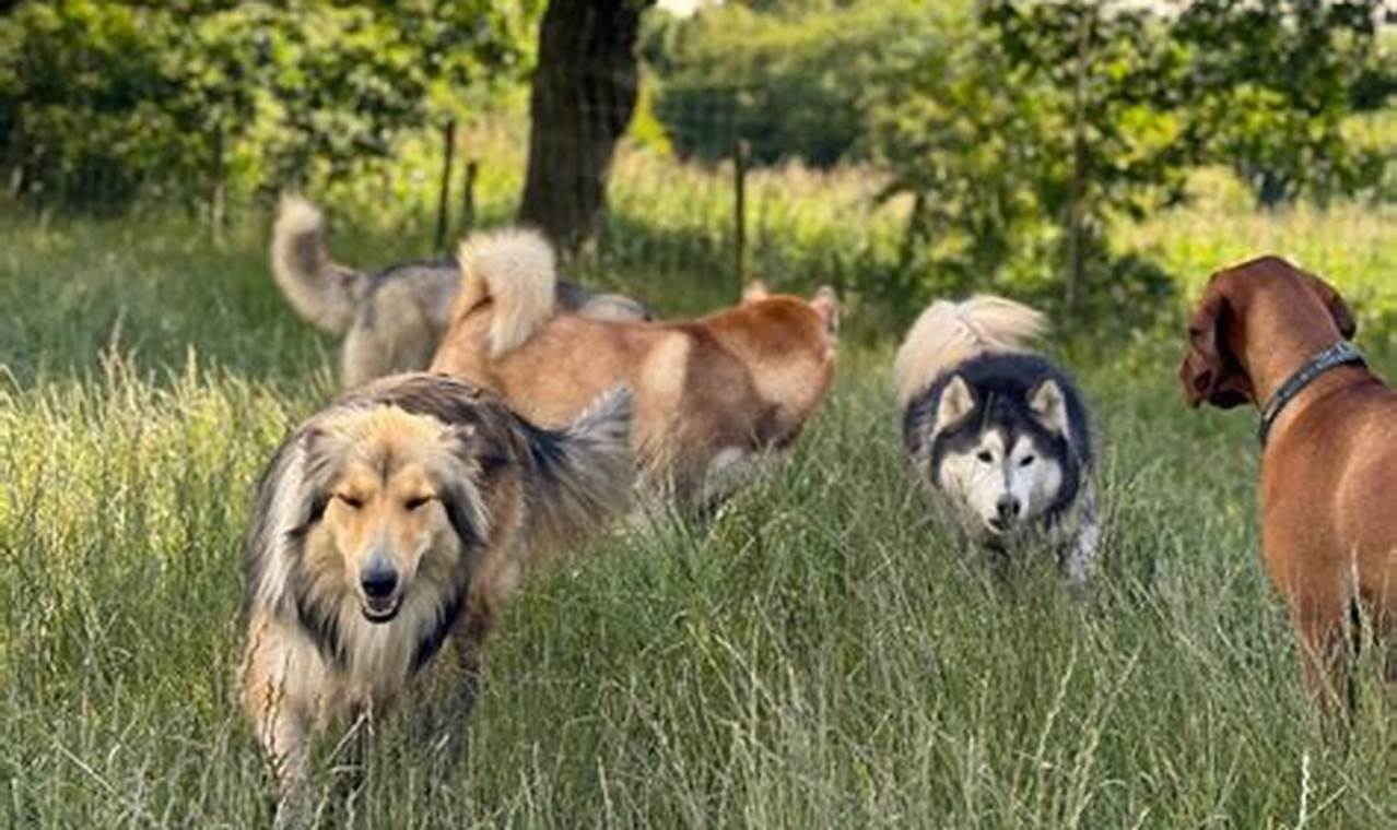 Best Dog Day Care in Warrington | Top Kennels | My Caring Dog – Tips, Stories, and Care Guides for Loving Pet Owners