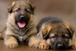 K9 DOH: Essential Guide for Car Dog Owners | My Caring Dog – Tips, Stories, and Care Guides for Loving Pet Owners