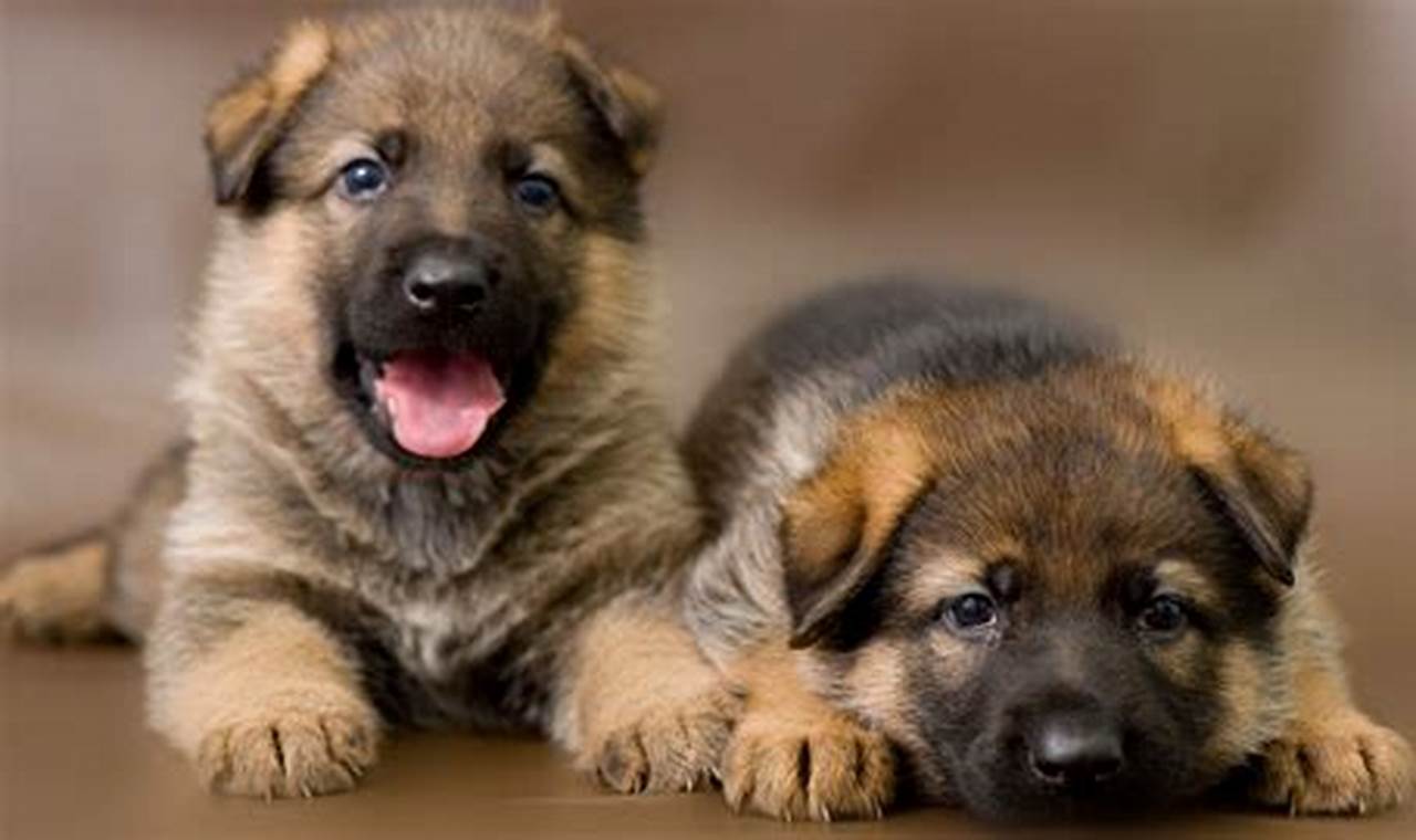 K9 DOH: Essential Guide for Car Dog Owners | My Caring Dog – Tips, Stories, and Care Guides for Loving Pet Owners