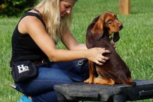 Become a Certified Dog Trainer: Career Guide | My Caring Dog – Tips, Stories, and Care Guides for Loving Pet Owners