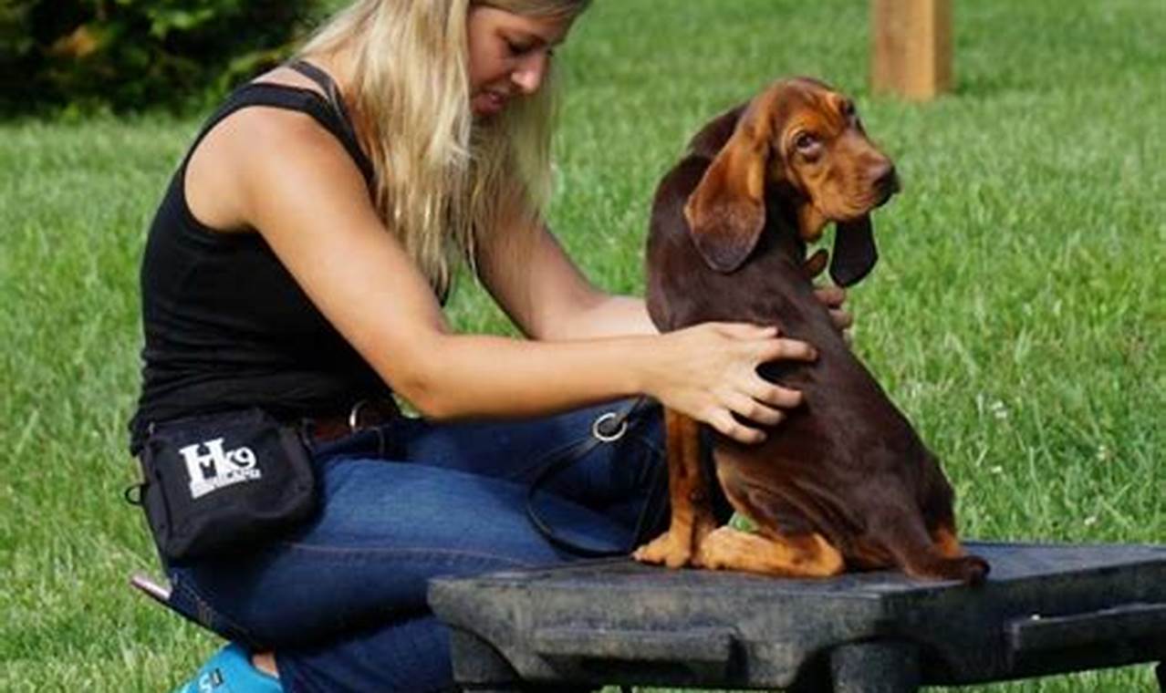 Become a Certified Dog Trainer: Career Guide | My Caring Dog – Tips, Stories, and Care Guides for Loving Pet Owners