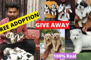 Adopt Car-Loving Dogs Free: Find Your Perfect Pup | My Caring Dog – Tips, Stories, and Care Guides for Loving Pet Owners