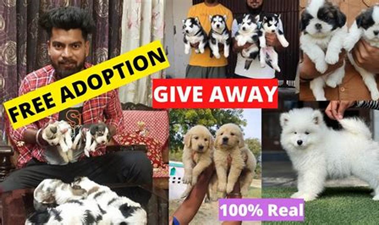 Adopt Car-Loving Dogs Free: Find Your Perfect Pup | My Caring Dog – Tips, Stories, and Care Guides for Loving Pet Owners