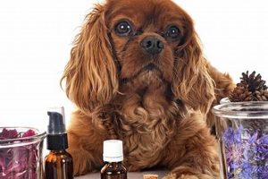 The Ultimate Guide to Holistic Dog Care | My Caring Dog – Tips, Stories, and Care Guides for Loving Pet Owners