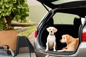 Easy DIY Dog Ramp for Car: Safe & Simple | My Caring Dog – Tips, Stories, and Care Guides for Loving Pet Owners