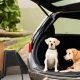 Easy DIY Dog Ramp for Car: Safe & Simple | My Caring Dog – Tips, Stories, and Care Guides for Loving Pet Owners