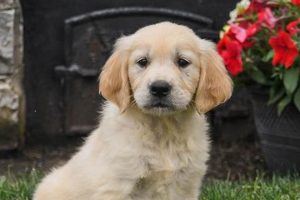 Get A Puppy Near Me | My Caring Dog – Tips, Stories, and Care Guides for Loving Pet Owners