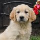 Get A Puppy Near Me | My Caring Dog – Tips, Stories, and Care Guides for Loving Pet Owners