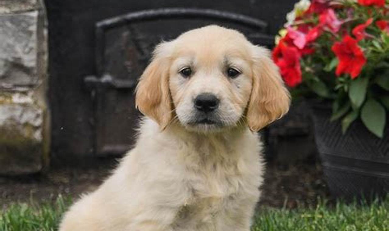 Get A Puppy Near Me | My Caring Dog – Tips, Stories, and Care Guides for Loving Pet Owners