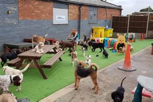 Top Dog Day Care Centres Near Me: Find the Best | My Caring Dog – Tips, Stories, and Care Guides for Loving Pet Owners
