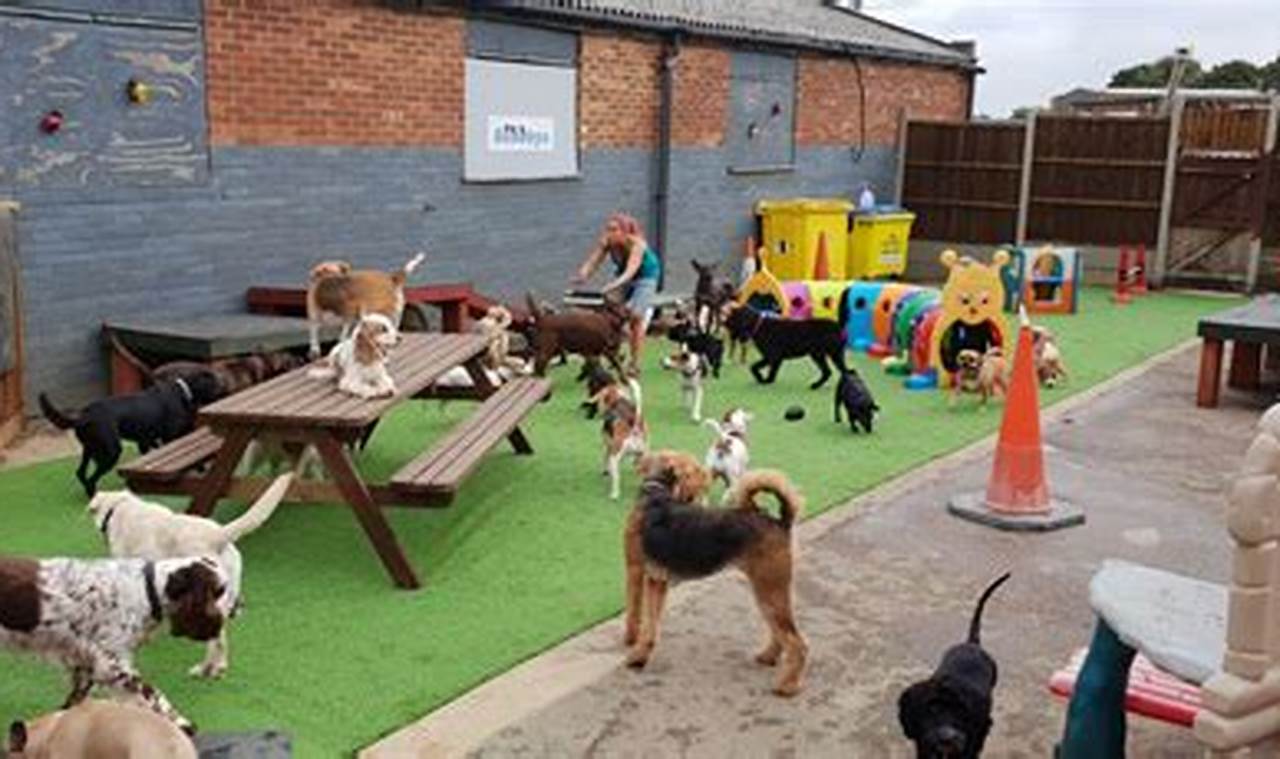 Top Dog Day Care Centres Near Me: Find the Best | My Caring Dog – Tips, Stories, and Care Guides for Loving Pet Owners