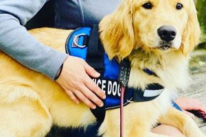 Service Dog Training: A Comprehensive Guide | My Caring Dog – Tips, Stories, and Care Guides for Loving Pet Owners