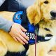 Service Dog Training: A Comprehensive Guide | My Caring Dog – Tips, Stories, and Care Guides for Loving Pet Owners