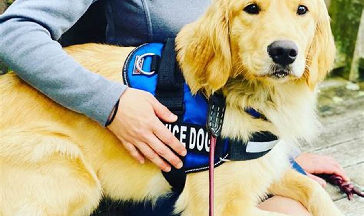 Service Dog Training: A Comprehensive Guide | My Caring Dog – Tips, Stories, and Care Guides for Loving Pet Owners